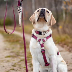 SZELKI GUARD PawTex® 25 mm